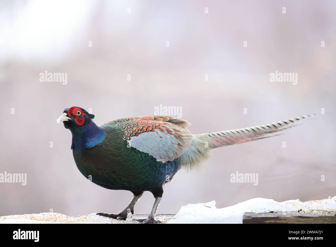 Der grüne Fasan (Phasianus versicolor), auch bekannt als japanischer grüner Fasan, ist ein allesfressender Vogel, der im japanischen Archipel beheimatet ist Stockfoto