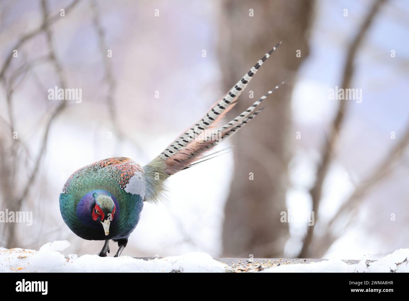 Der grüne Fasan (Phasianus versicolor), auch bekannt als japanischer grüner Fasan, ist ein allesfressender Vogel, der im japanischen Archipel beheimatet ist Stockfoto