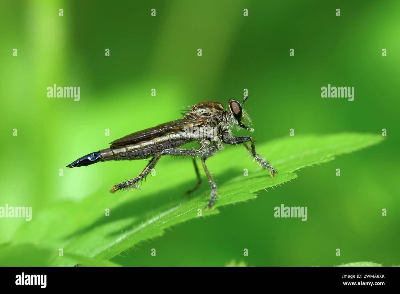 Die Asilidae sind eine Familie von Räuberfliegen, auch Killerfliegen genannt. Stockfoto