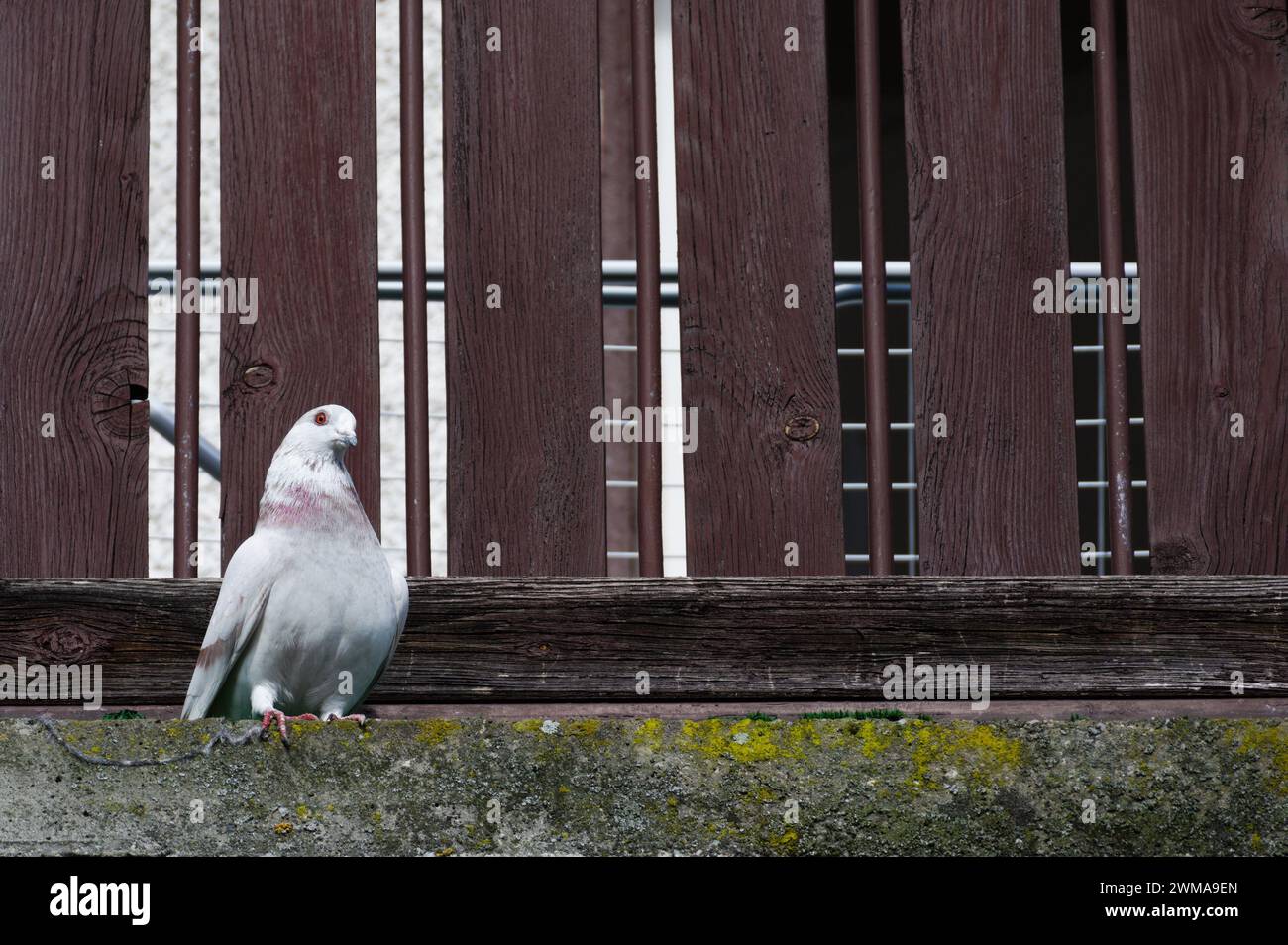 Albino Vogel Columba Livia aka Taube (Felsen oder Haus) auf dem Balkon in Wohngegend. Stockfoto
