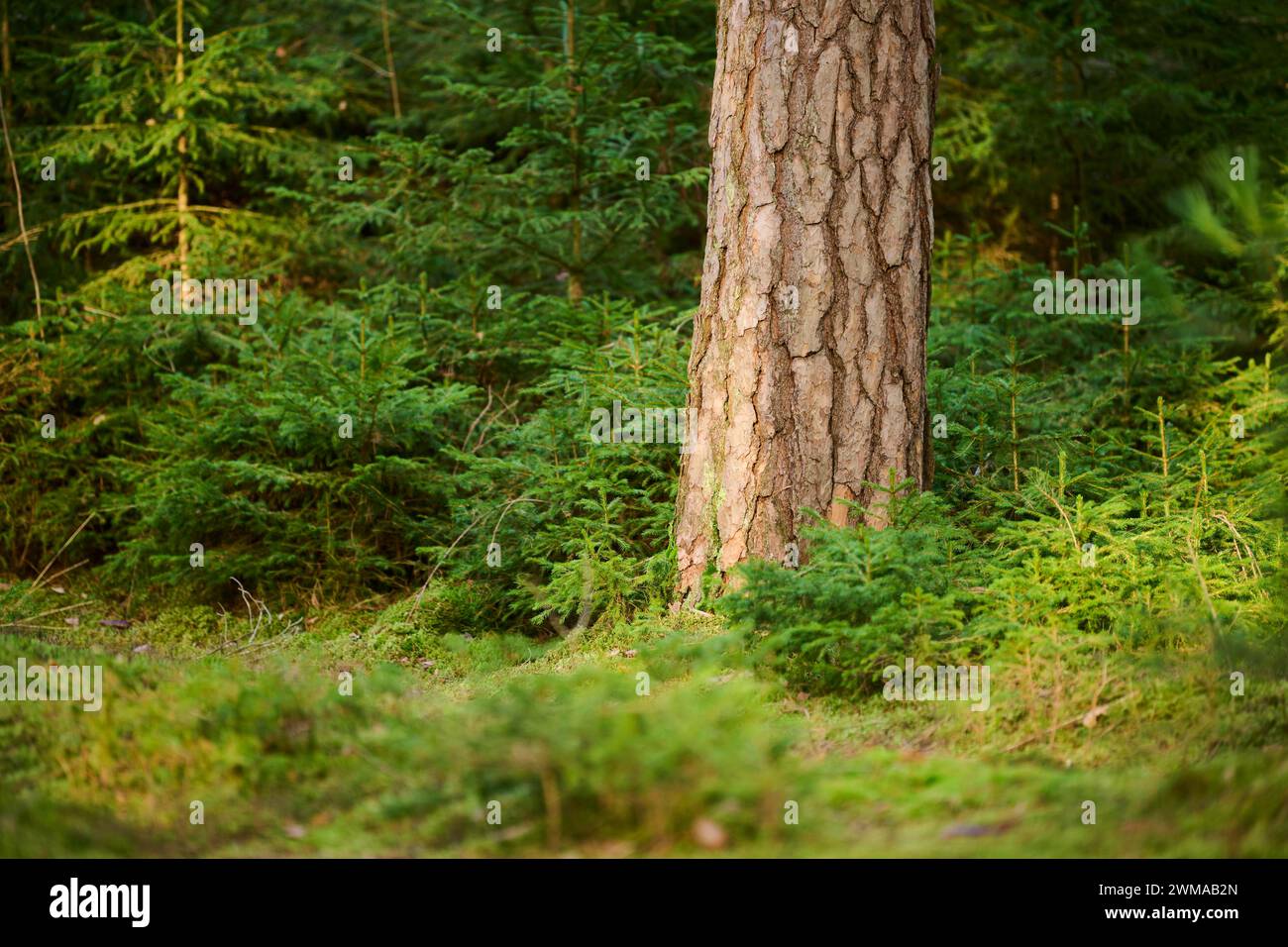 Schottenkiefer (Pinus sylvestris) truk inmitten von jungen Fichten (Picea abies) in einem Wald, Bayern, Deutschland Stockfoto