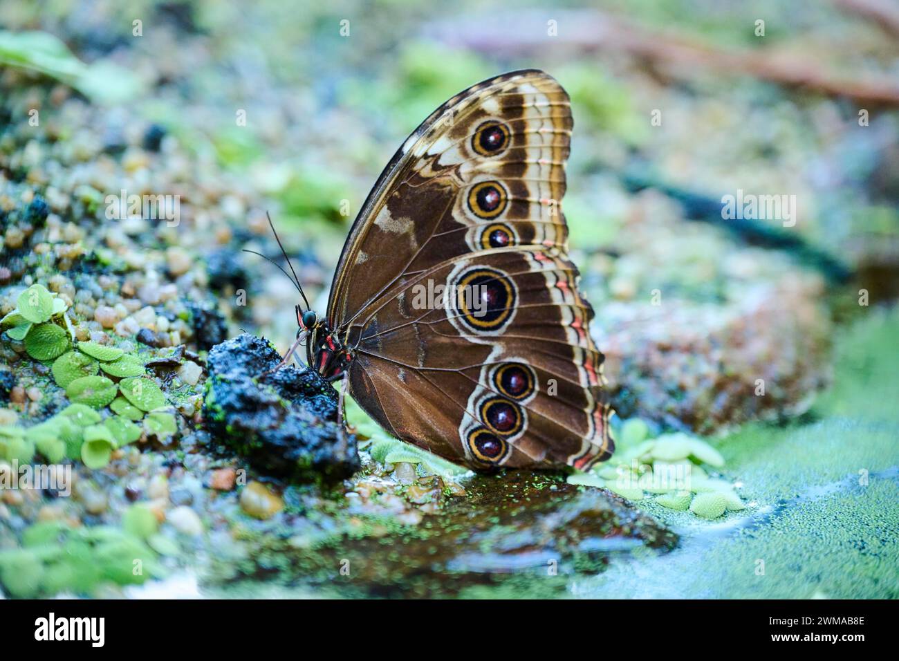 Peleides blauer Morpho-Schmetterling (Morpho peleides) auf dem Boden sitzend, Deutschland Stockfoto