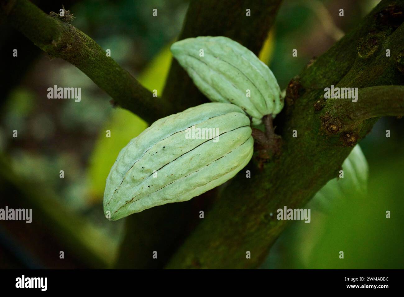 Kakaobaum (Theobroma cacao) Früchte hängen an einem Baum, der in einem Gewächshaus wächst Stockfoto