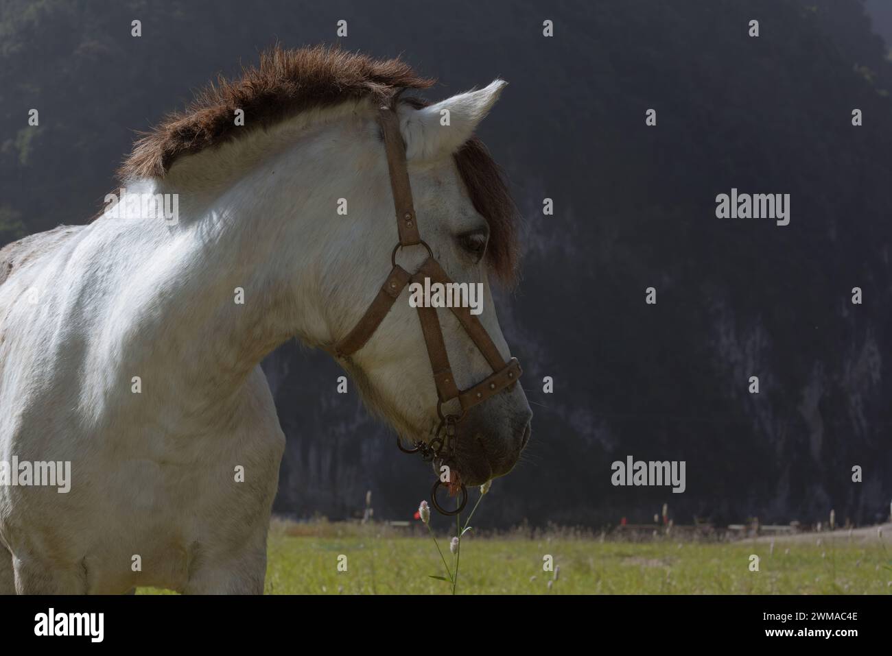 Ein Pferd auf dem Gras neben dem Li-Fluss Stockfoto