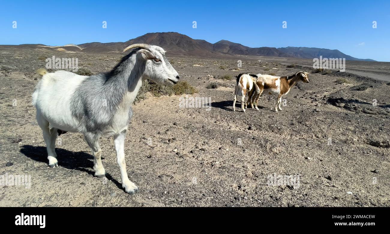 Wilde Ziegen (Cabra majorera) in der Vulkanlandschaft dahinter an der Südspitze der Halbinsel Jandia, Jandia, Fuerteventura, Kanarische Inseln Stockfoto
