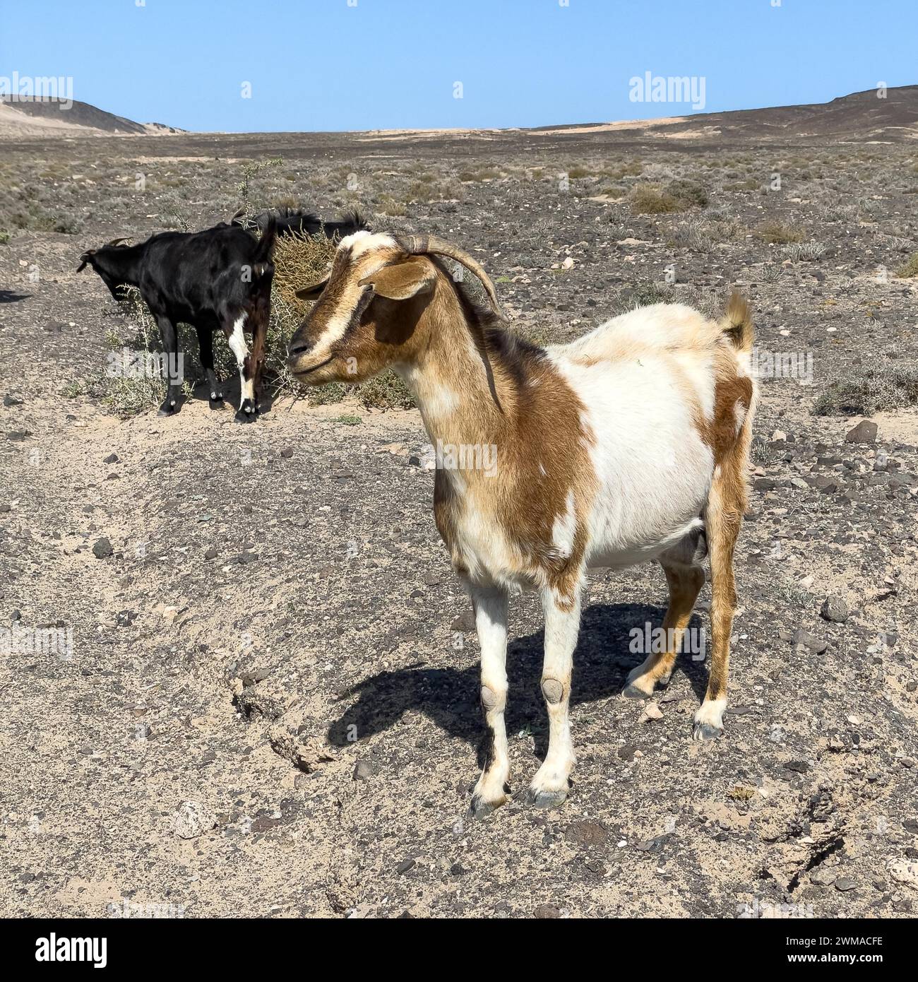 Zwei wilde Ziegen (Cabra majorera) in der Vulkanlandschaft dahinter an der Südspitze der Halbinsel Jandia, Jandia, Fuerteventura, Kanarische Inseln Stockfoto