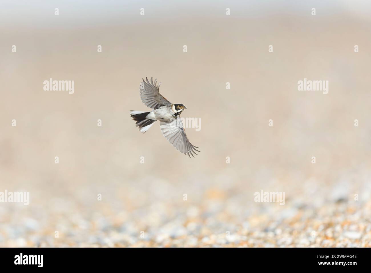 Reed Bunting Emberiza schoeniclus, erwachsener männlicher Mann, der in das Zuchtgefieder einsteigt, fliegt über Kieselstrand, Suffolk, England, Februar Stockfoto