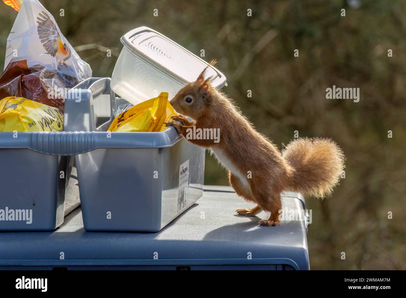 Freches, kleines schottisches, rotes Eichhörnchen, das die Vogelfuttervorräte überfallen Stockfoto