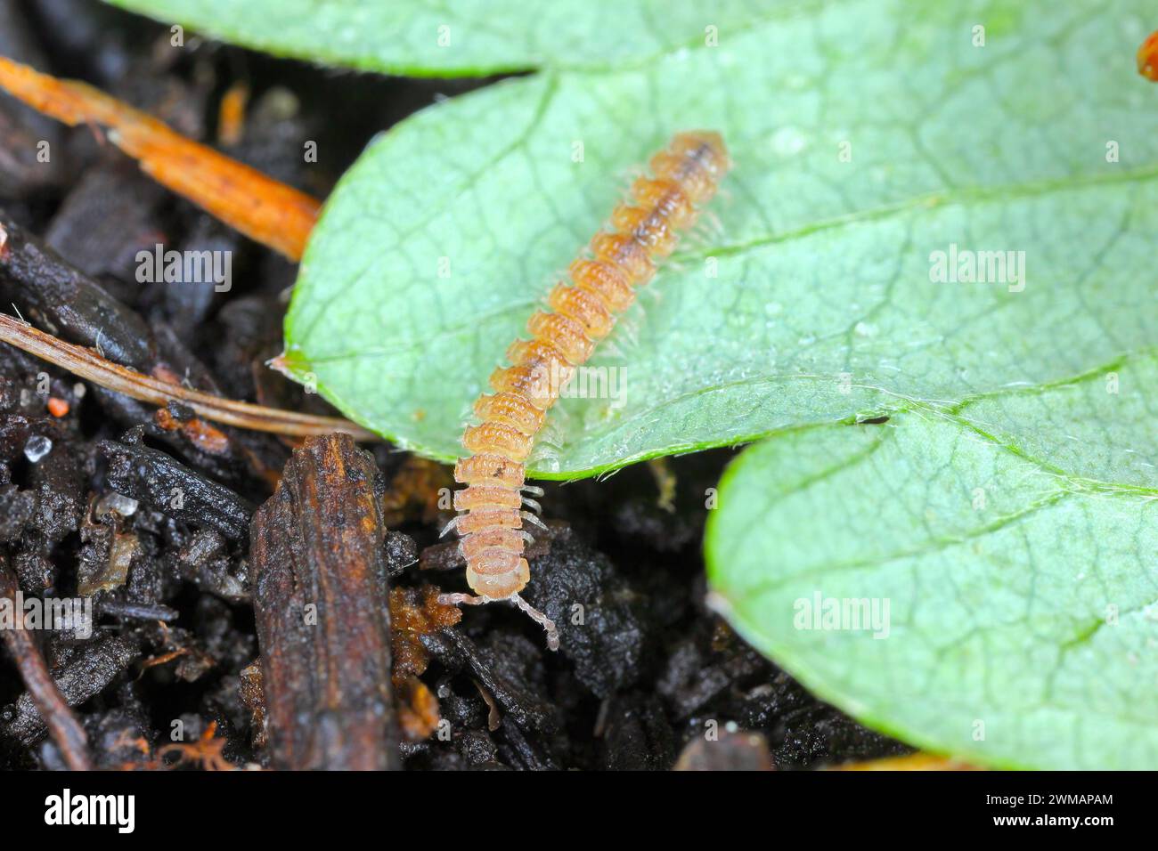 Milchfüßer mit flachem Rücken (lateinischer Name: Polydesmus angustus) im Garten. Stockfoto