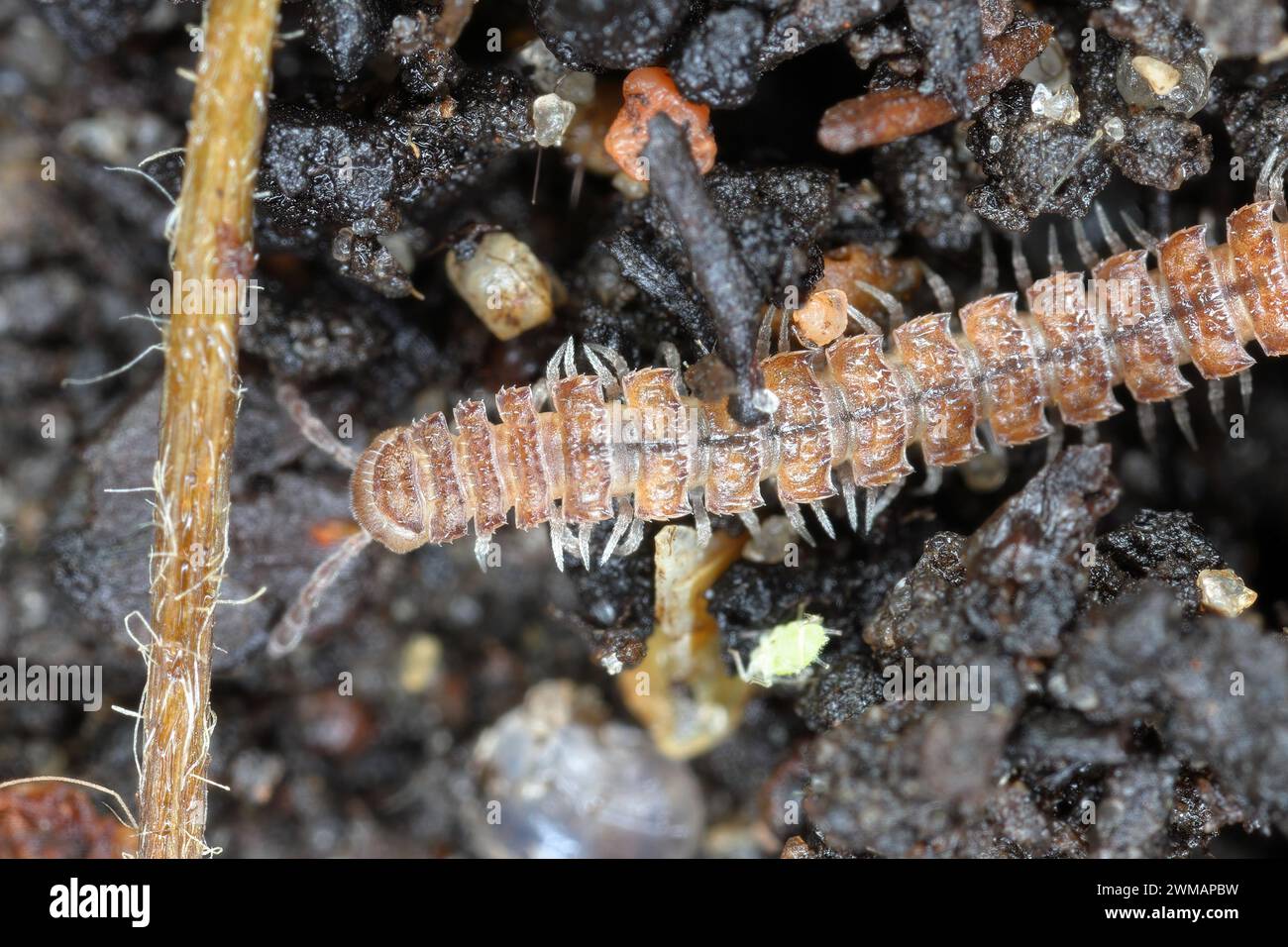 Milchfüßer mit flachem Rücken (lateinischer Name: Polydesmus angustus) im Garten. Stockfoto