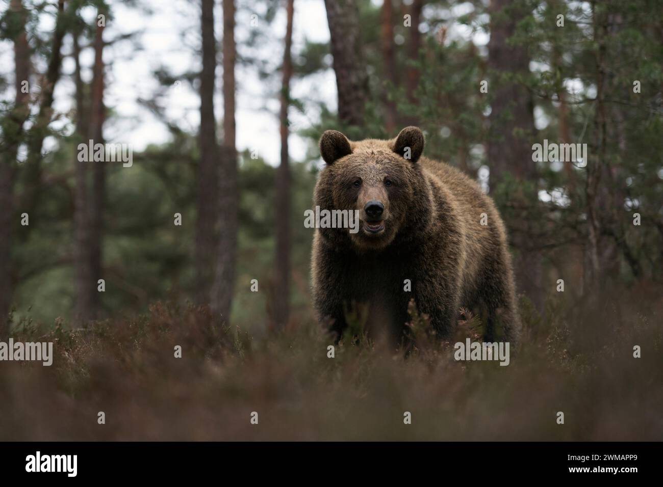 Eurasischer Braunbär ( Ursus arctos ) am Rande eines Kiefernwaldes, stehend in trockener Heidekraut, gefährliche Begegnung im Wald; frontaler Tiefpunkt des Viehs Stockfoto