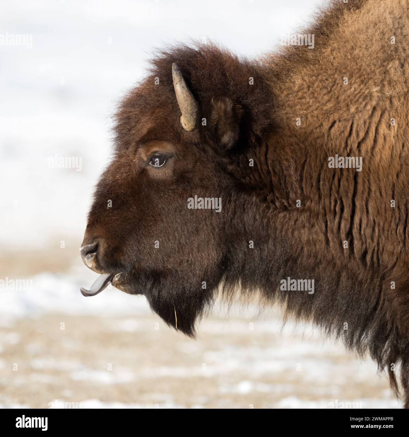 American Bison ( Bison Bison ) im Winter, leckt seine blaue Zunge, detaillierte Kopfaufnahmen, Wildtiere, Yellowstone National Park, Wyoming, USA. Stockfoto