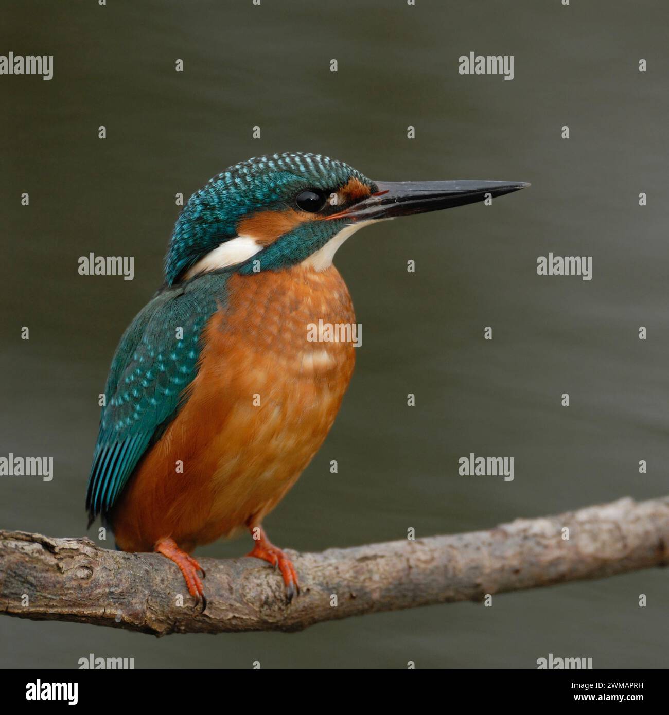 Gemeiner Eisvogel (Alcedo atthis), männlich, stehend, sitzend in typischer Position auf einem Ast über fließendem Wasser, Tierwelt, Europa. Stockfoto