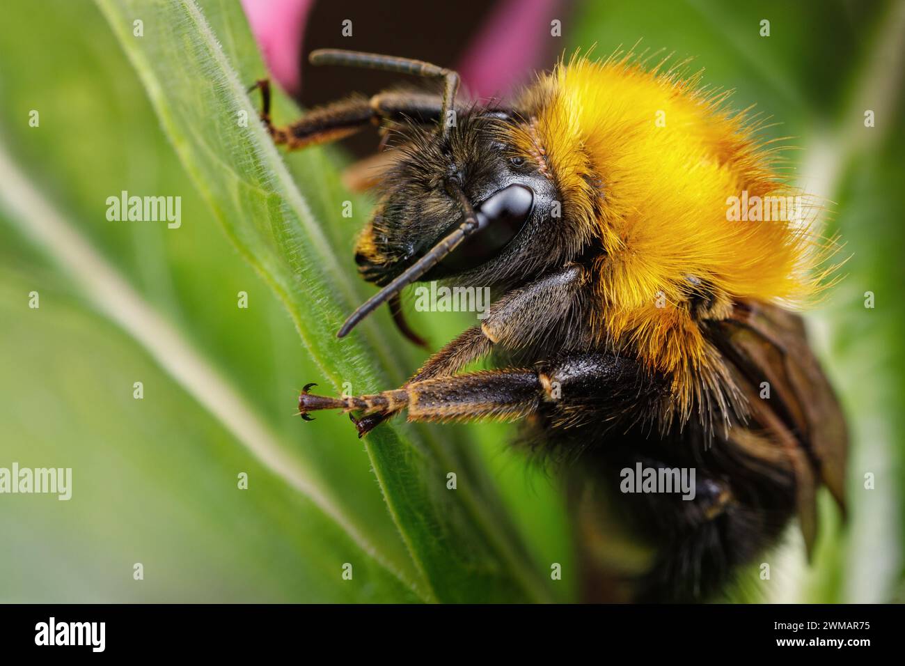 Eine Nahaufnahme einer Hummel, die Nektar von einer Blume auf einem unscharfen grünen Hintergrund sammelt. Stockfoto