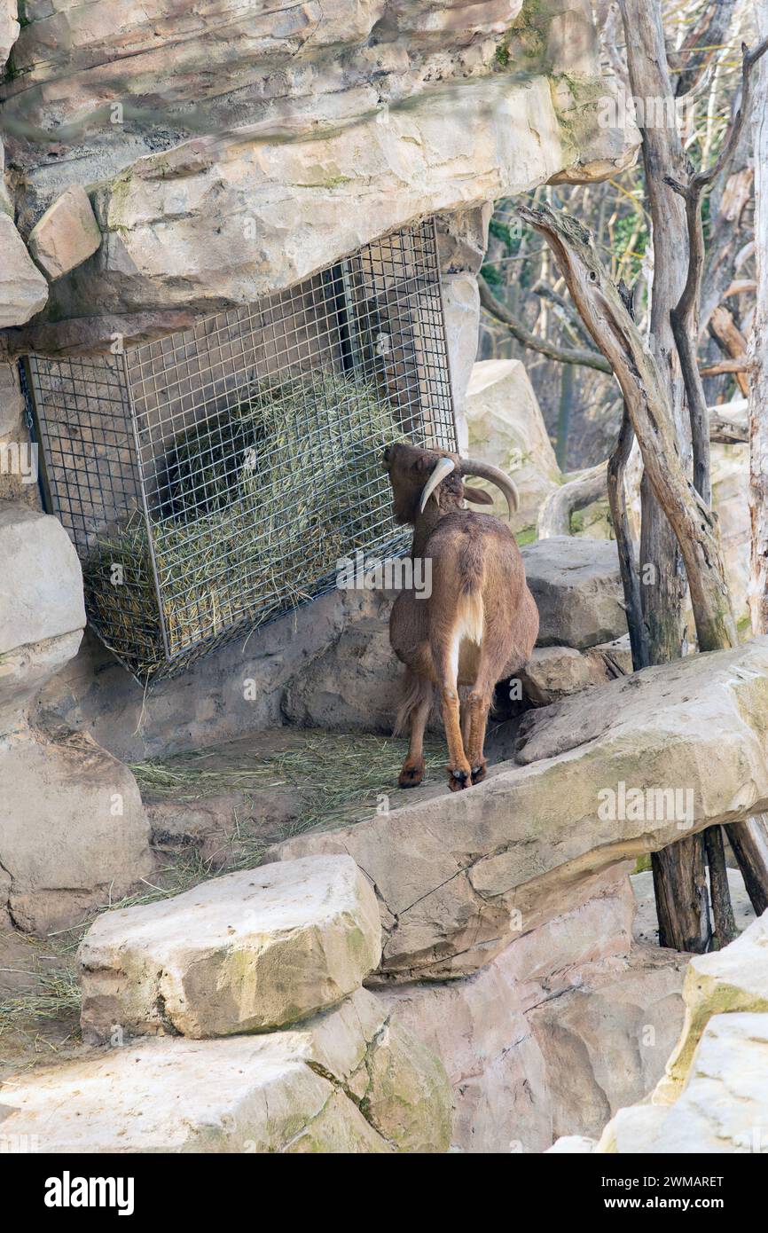 Berberschafe, Wildschafe aus Nordafrika. Zoo Schönbrunn, Wien, Österreich, Europa. Stockfoto
