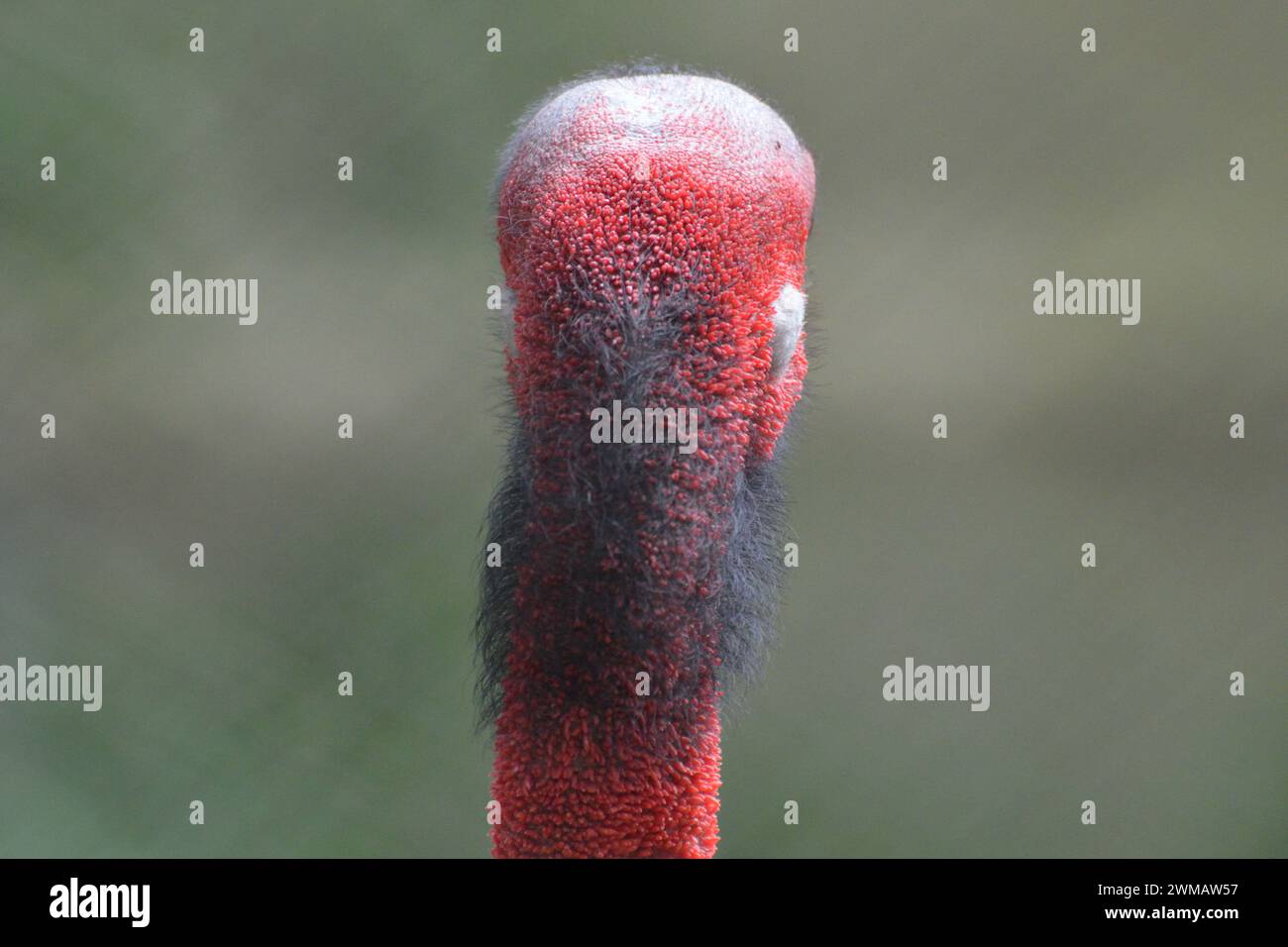 Nahaufnahme eines Sarus Cranes Head Stockfoto