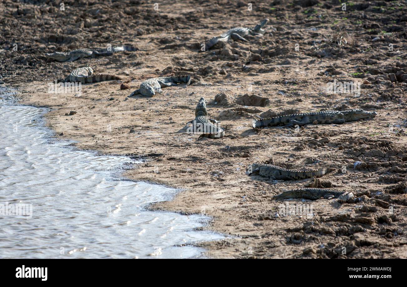 Krokodile, die sich am Ufer eines Sees im Yala-Nationalpark in der Nähe von Tissamaharama im Süden Sri Lankas sonnen. Stockfoto