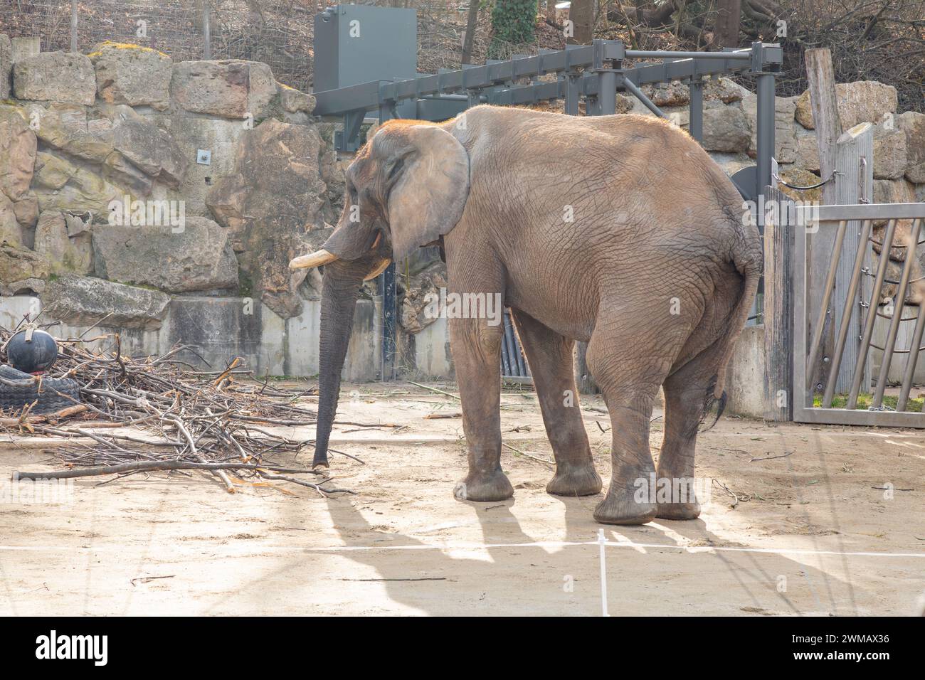 Afrikanischer Bush Elefant (Loxodonta Africana) Wiener Zoo, Tierpark Schoenbrunn, Wien, Austria, Europe. Stockfoto