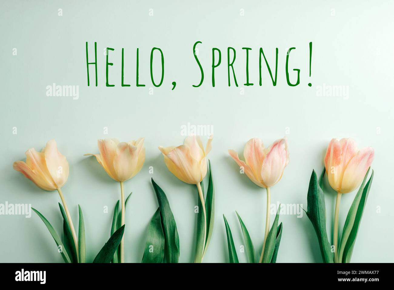 Gelb-rosa Tulpen auf hellgrünem Hintergrund mit den Worten Hallo, Frühling. Stockfoto