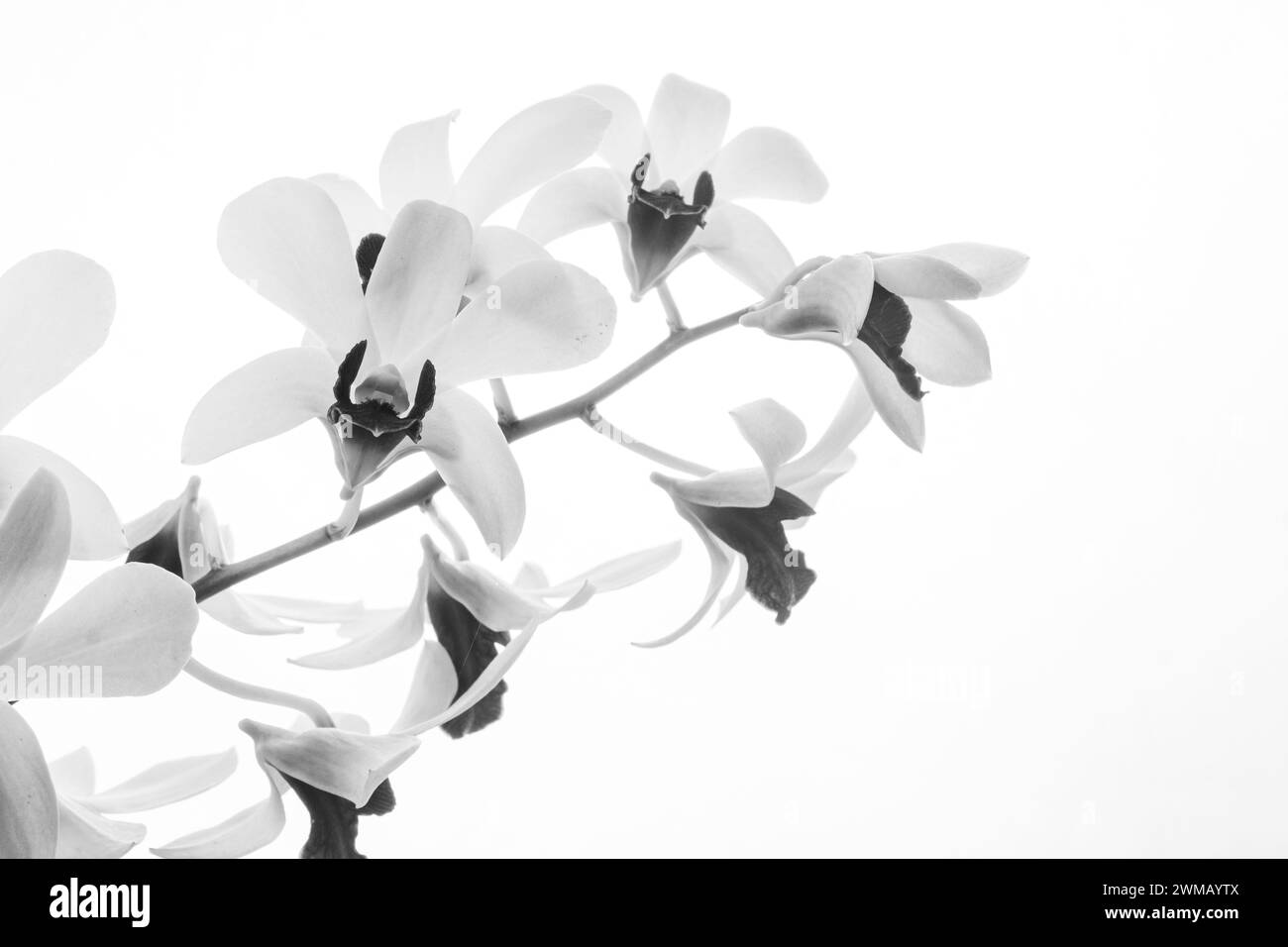 Negativer Raum, schwarz-weiße Orchideenblüten mit beschnittenen Teilen, Hintergrund Stockfoto