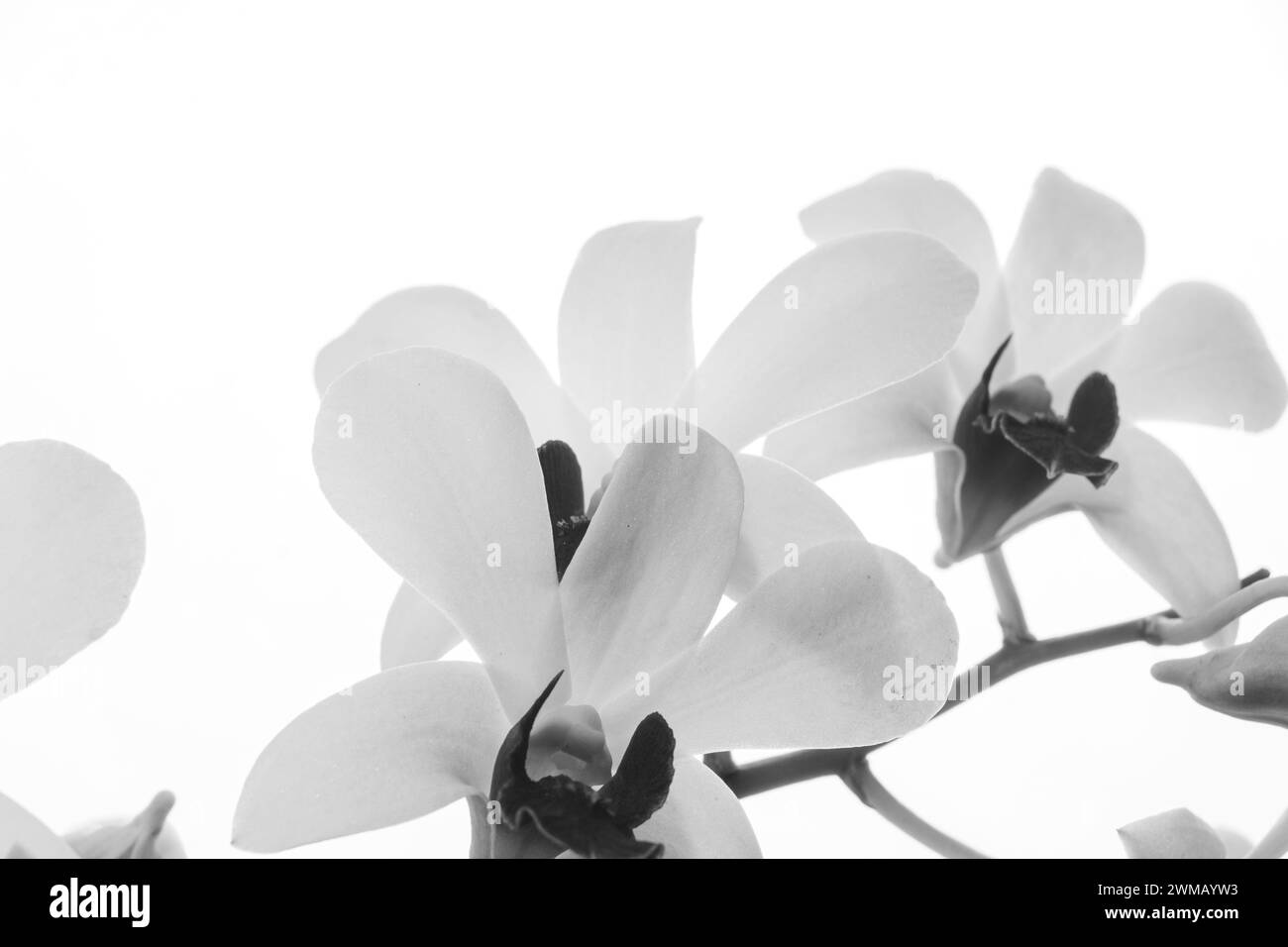 Schwarz-weiße Orchideenblüten mit beschnittenen Teilen, geeignet für Rahmen und Texträume Stockfoto