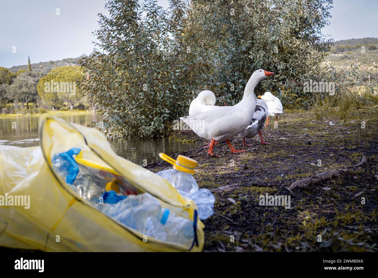 Gruppe Gänse vor verlassenen Flaschen in einem See. Konzepttiere, Recycling, Natur, See Stockfoto