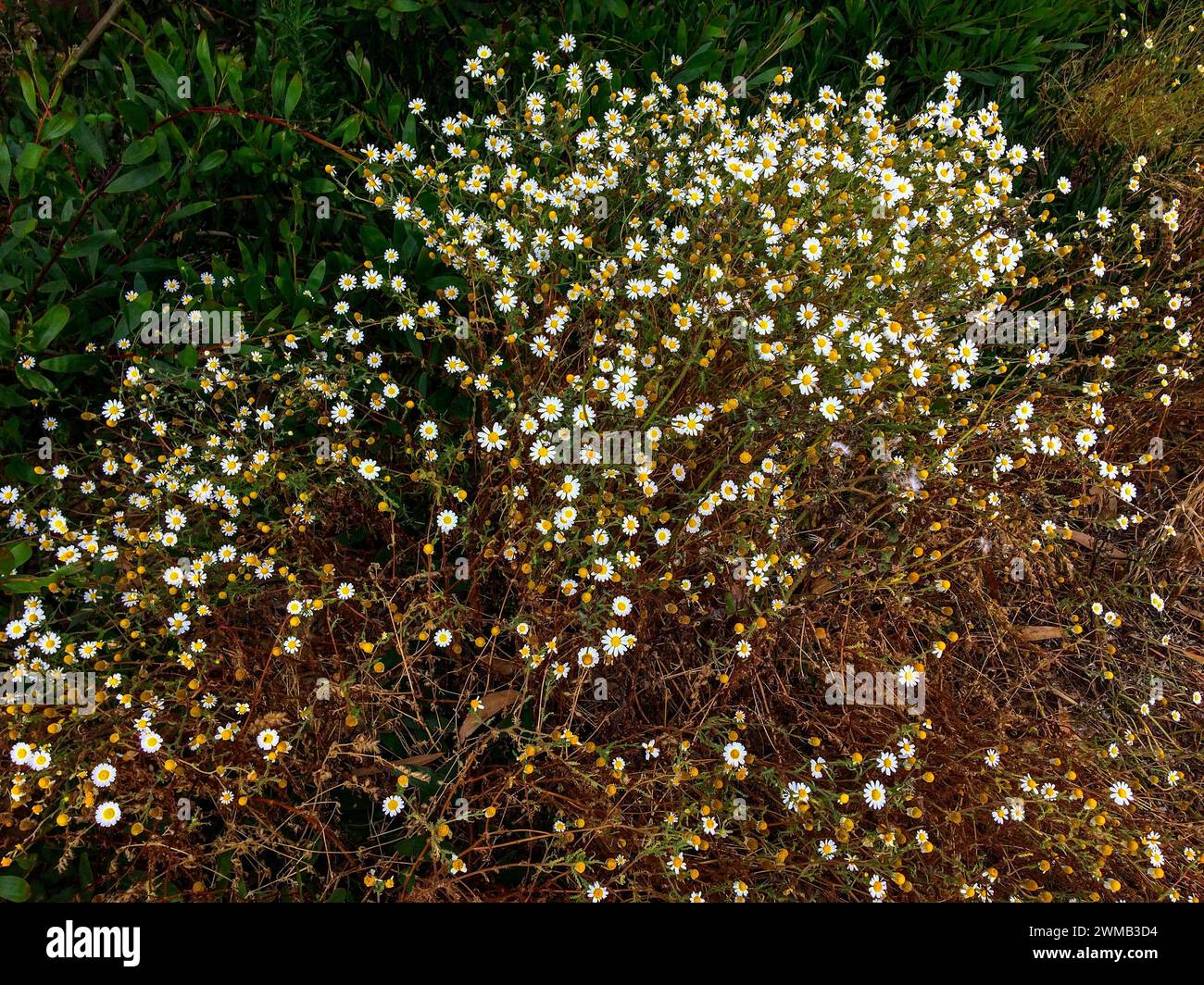 Das Bild zeigt einen Busch mit zahlreichen kleinen weißen Blüten mit gelben Mittelpunkten, umgeben von grünem und braunem Laub. Stockfoto