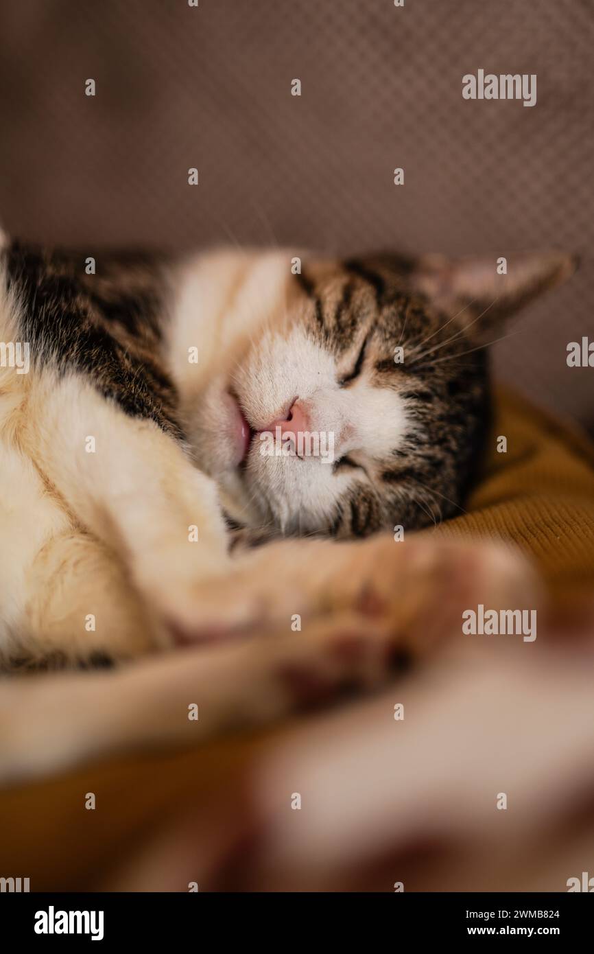 Eine Katze, die auf dem Sofa schläft Stockfoto