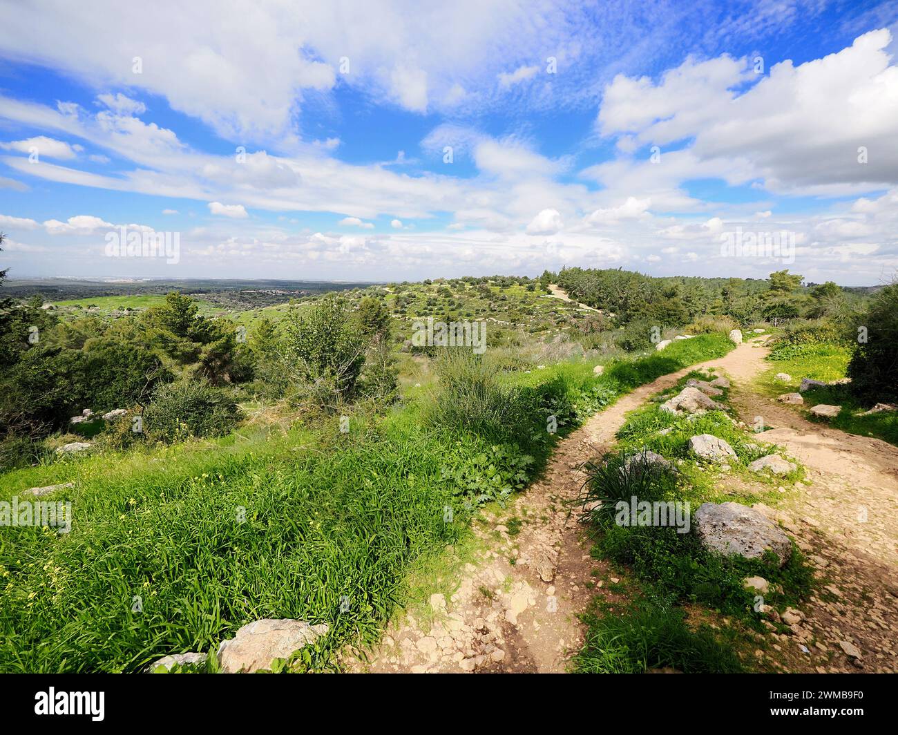 Die ganze Natur erwacht in Israel nach dem Winterregen zum Leben. Stockfoto