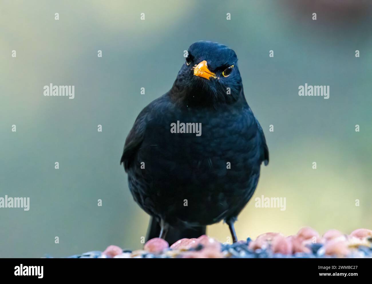 Nahaufnahme einer männlichen Amsel mit einem gelben Schnabel auf einem Vogeltisch mit Futter Stockfoto