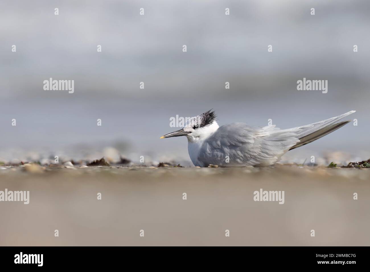 Vogel, die Sandwichseeschwalbe (Thalasseus sandvicensis), am Strand. Stockfoto