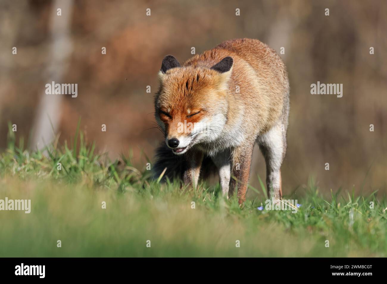 Italienische Rotfüchse Stockfoto