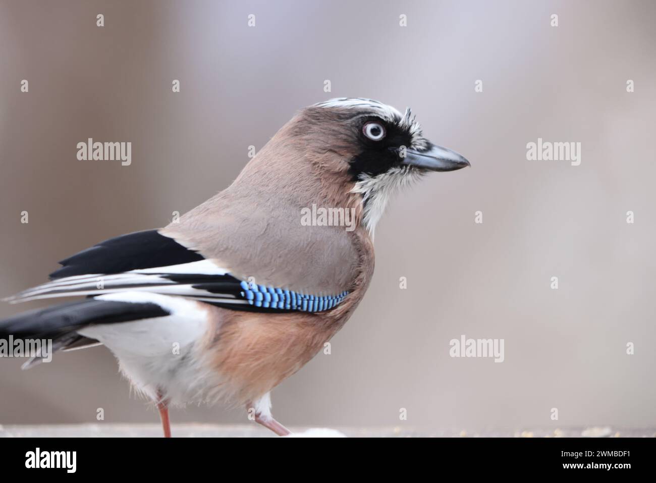 Der Eurasische jay (Garrulus glandarius) ist eine Art von Passerinvogel aus der Krähenfamilie Corvidae. Dieses Foto wurde in Honshu, Japan, aufgenommen. Stockfoto