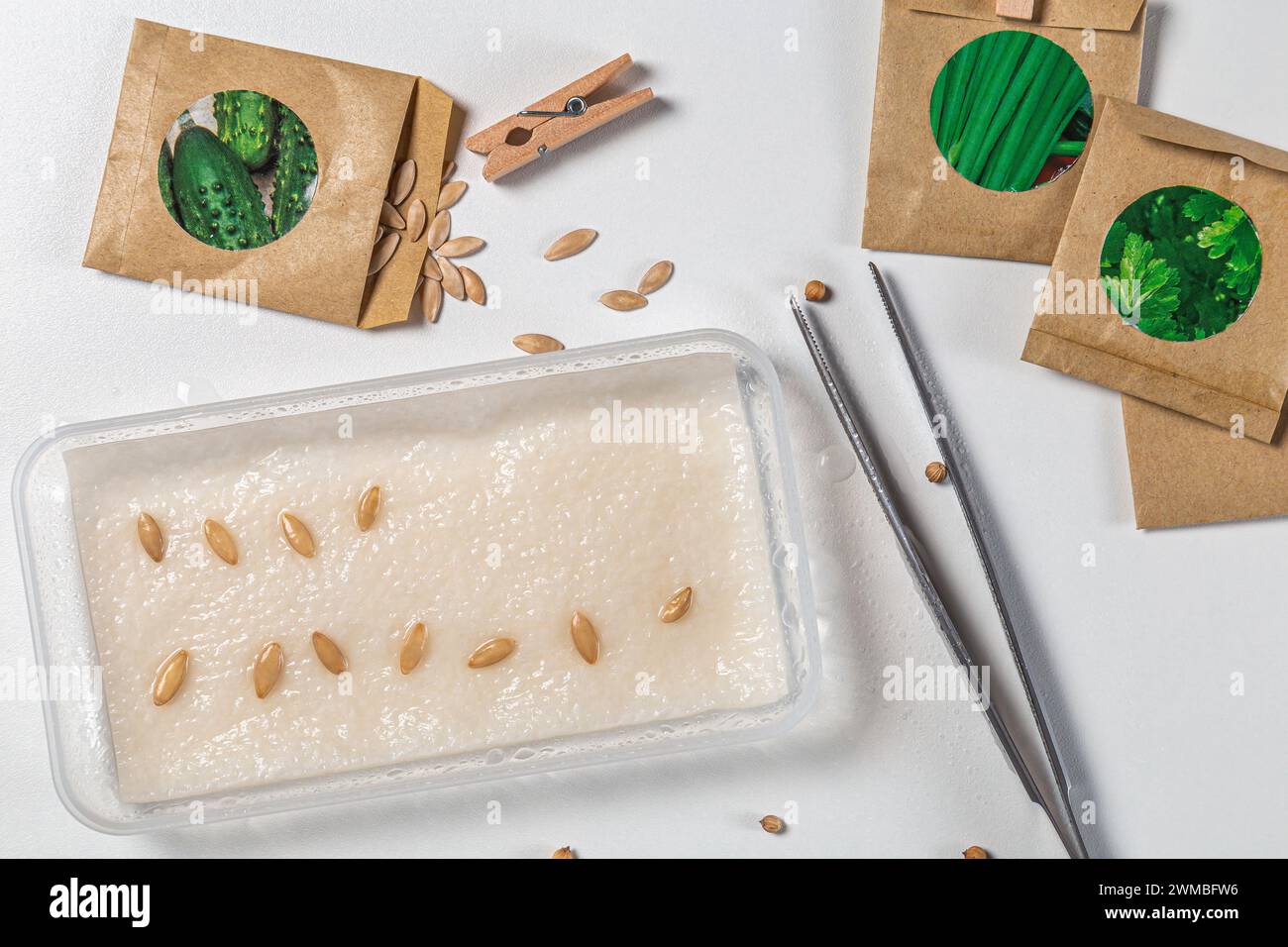 Pflanzen von Gurkensamen auf weißem Hintergrund. Draufsicht. Pakete mit Saatgut. Vorbereitung auf die Gartenzeit. Stockfoto