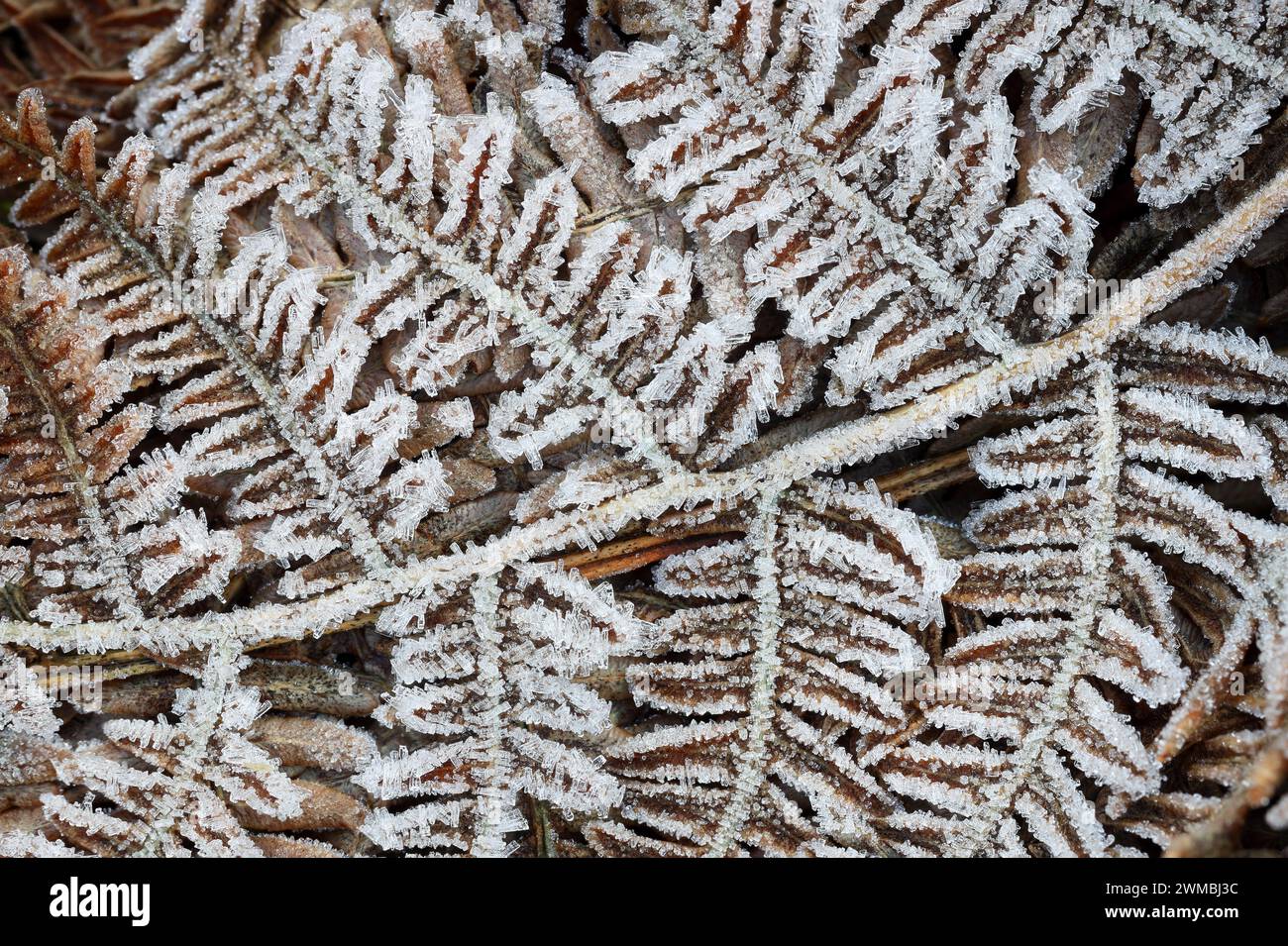 Frostbedeckte Brackenwedeln (Pteridium aquilinum), North Pennines, Teesdale, County Durham, Vereinigtes Königreich Stockfoto