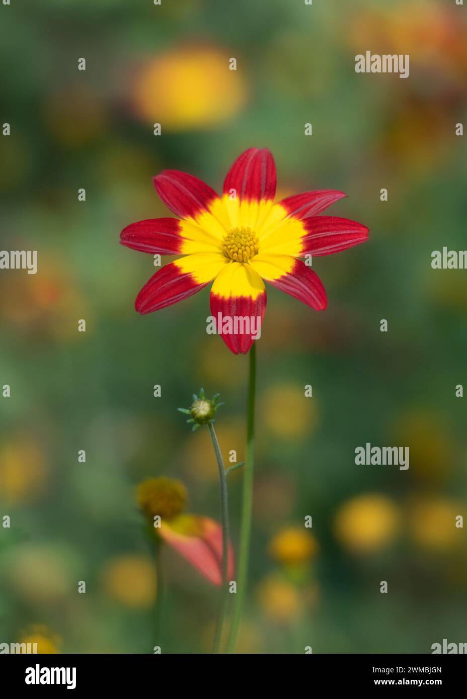 Rote Bidens-Blume mit gelber Mitte gegen buntes Bokeh Stockfoto