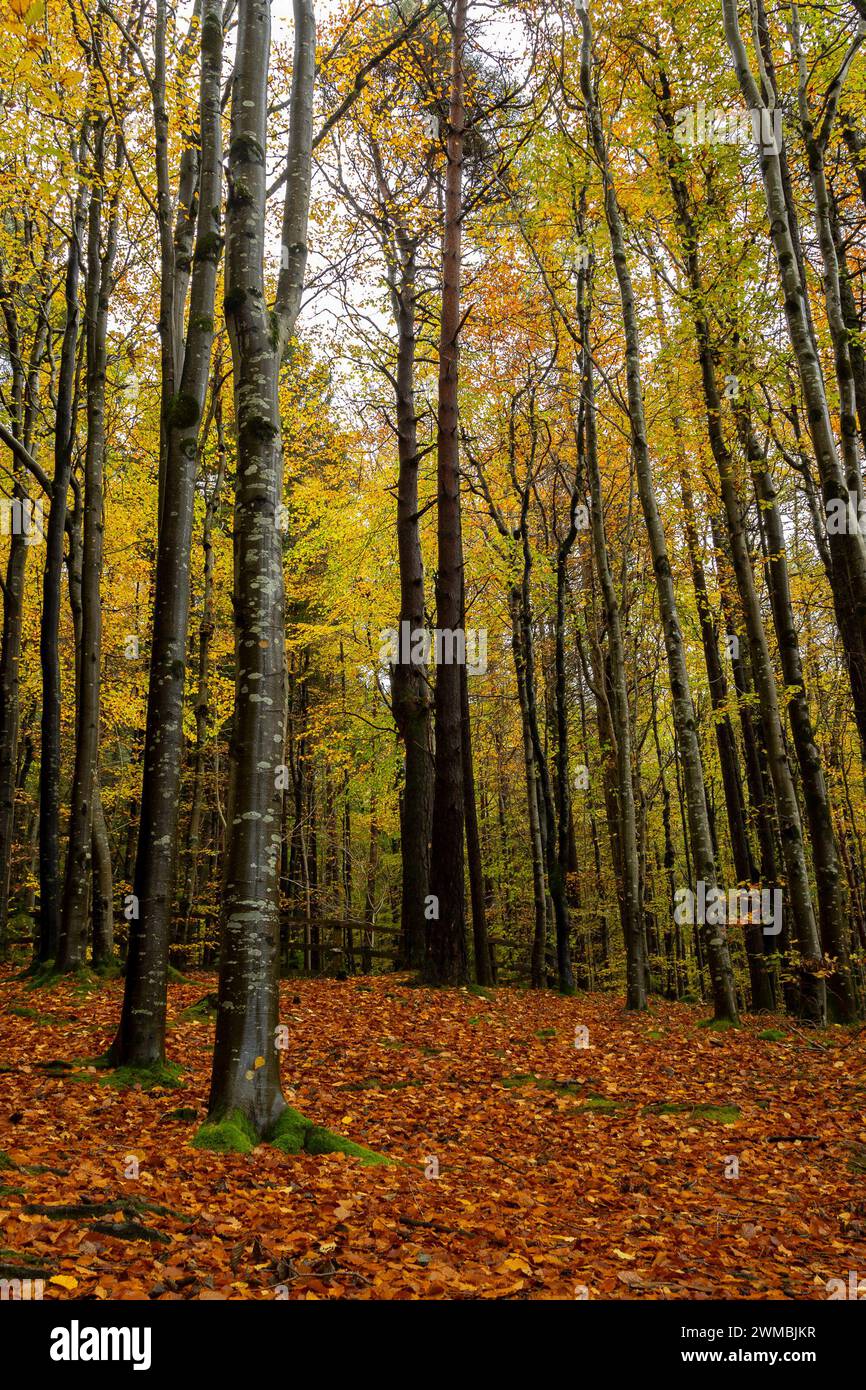 Porträt von Herbstbäumen im Wald Stockfoto