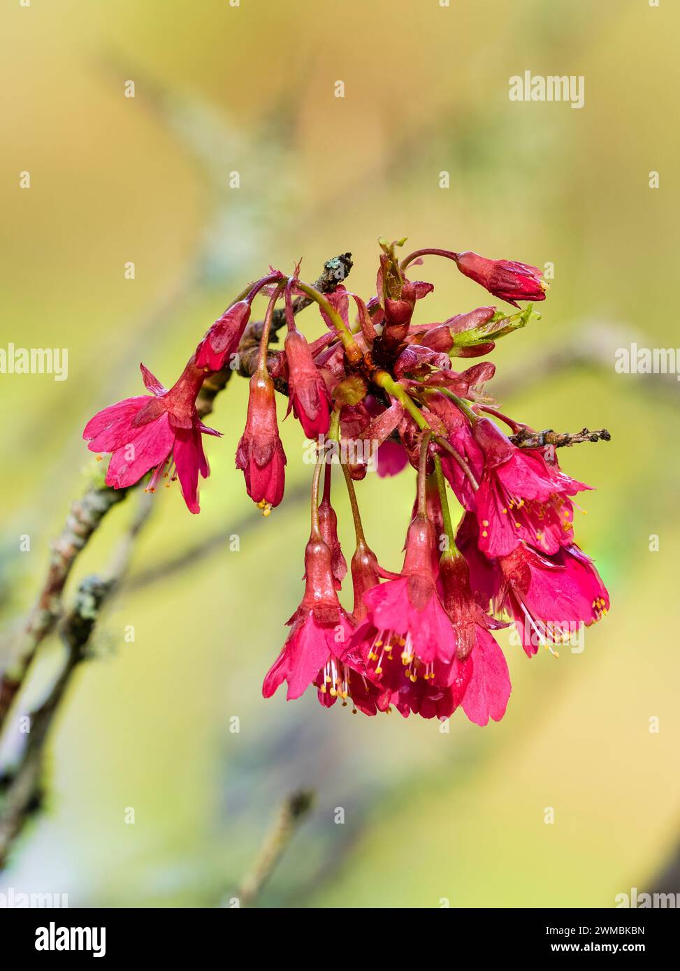 Rote Blüten zieren die Zweige des Spätwinterns bis Frühjahrs blühende Kirsche, Prunus campanulata „Felix Jury“ Stockfoto