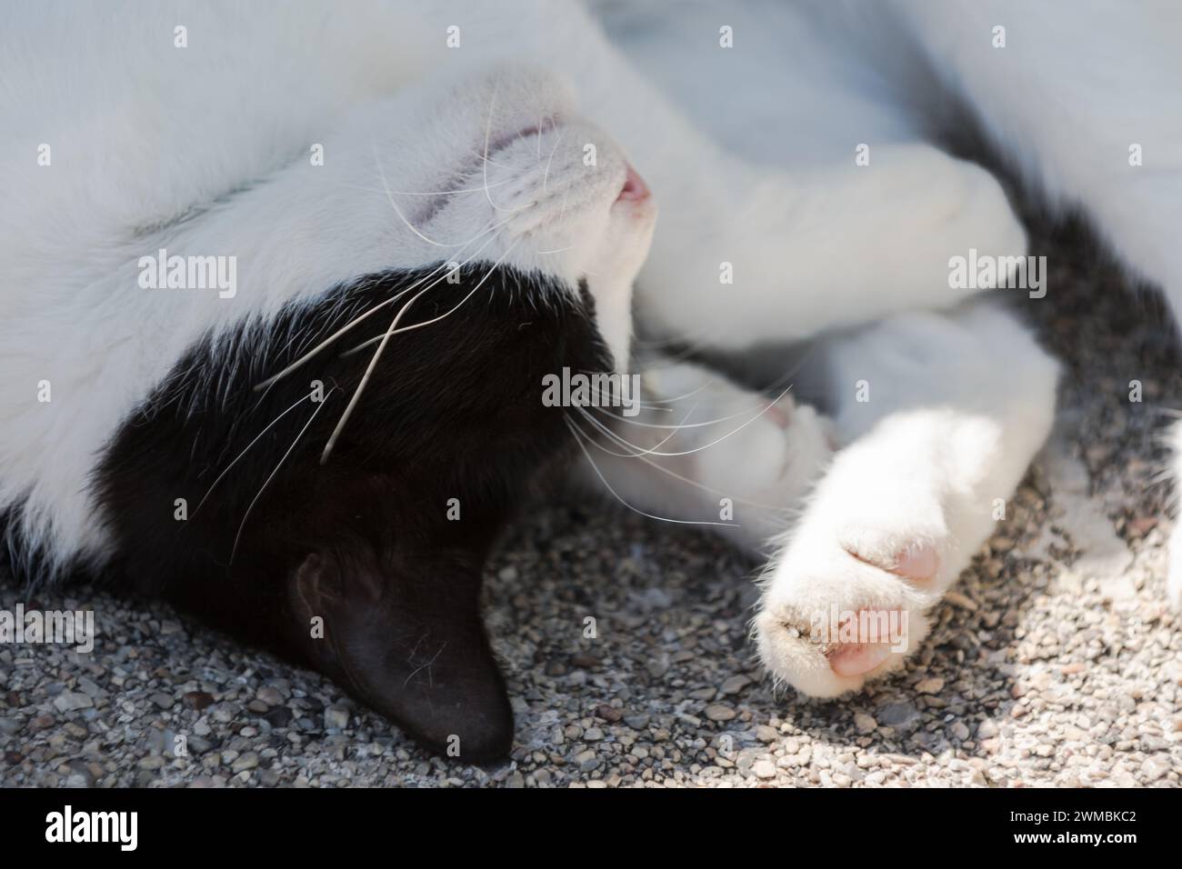 Katze schläft auf der Straße von Budva, Montenegro Stockfoto