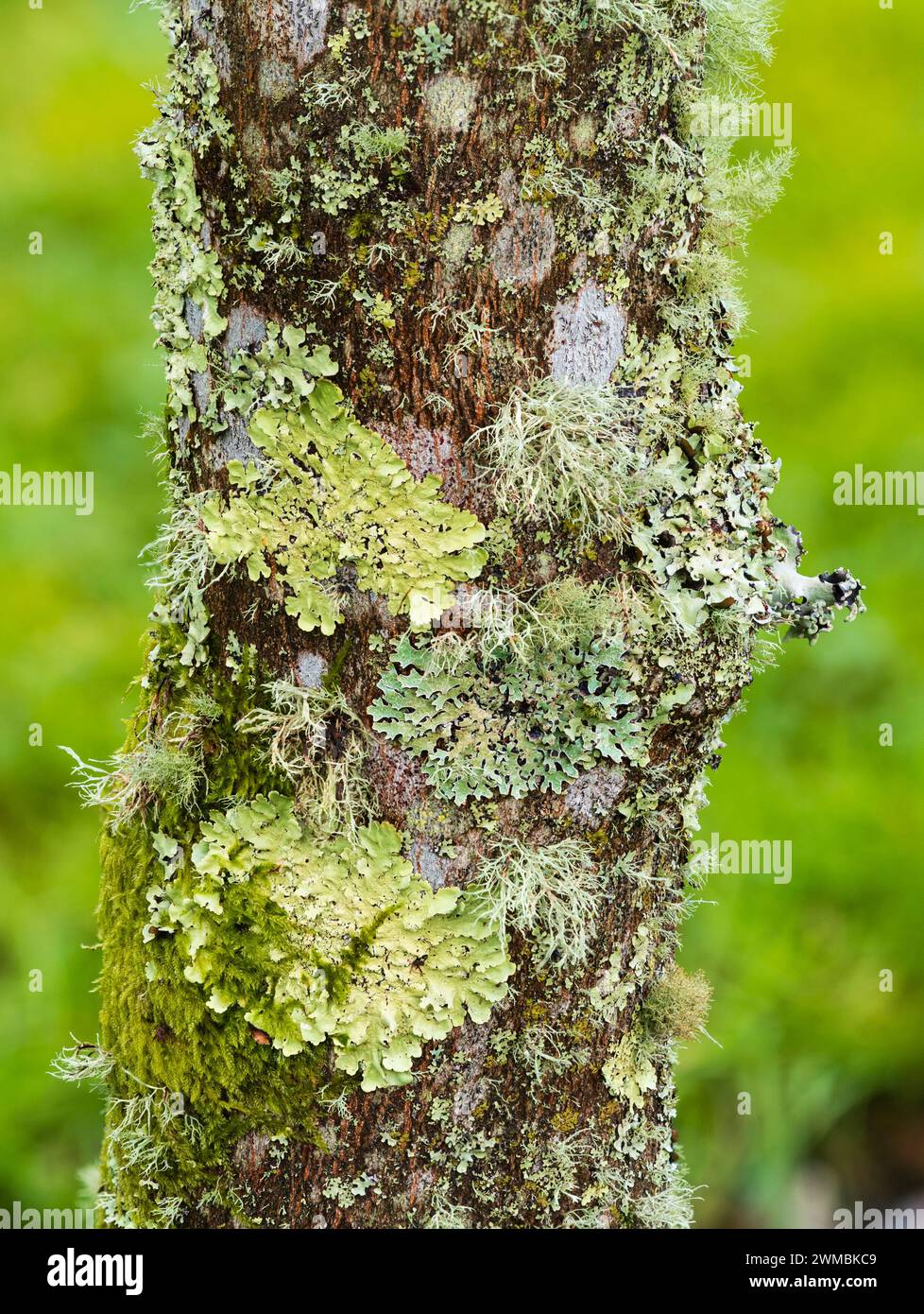 Dicht gepackte Mischung aus Blattflechten und Fruchtflechten bedecken die Risse der Styrax hemslyana Stockfoto
