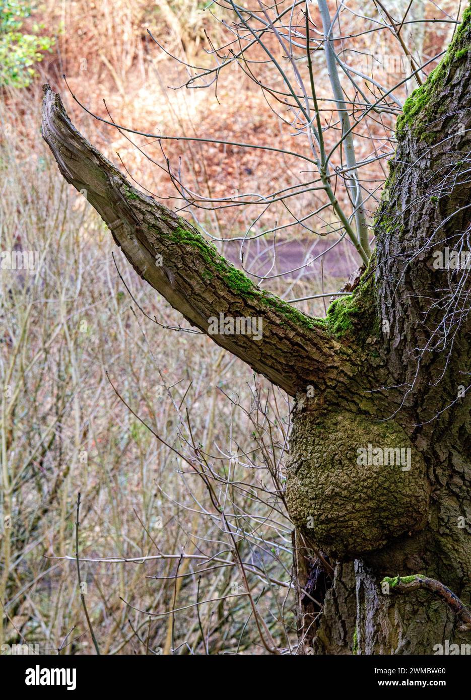 Dundee, Tayside, Schottland, Großbritannien. Februar 2024. Wetter in Großbritannien: Helle Morgensonne mit atemberaubenden Ausblicken auf die unverwechselbaren Bäume der Natur und Spaziergänge in der Natur im Dundee Caird Park. Quelle: Dundee Photographics/Alamy Live News Stockfoto