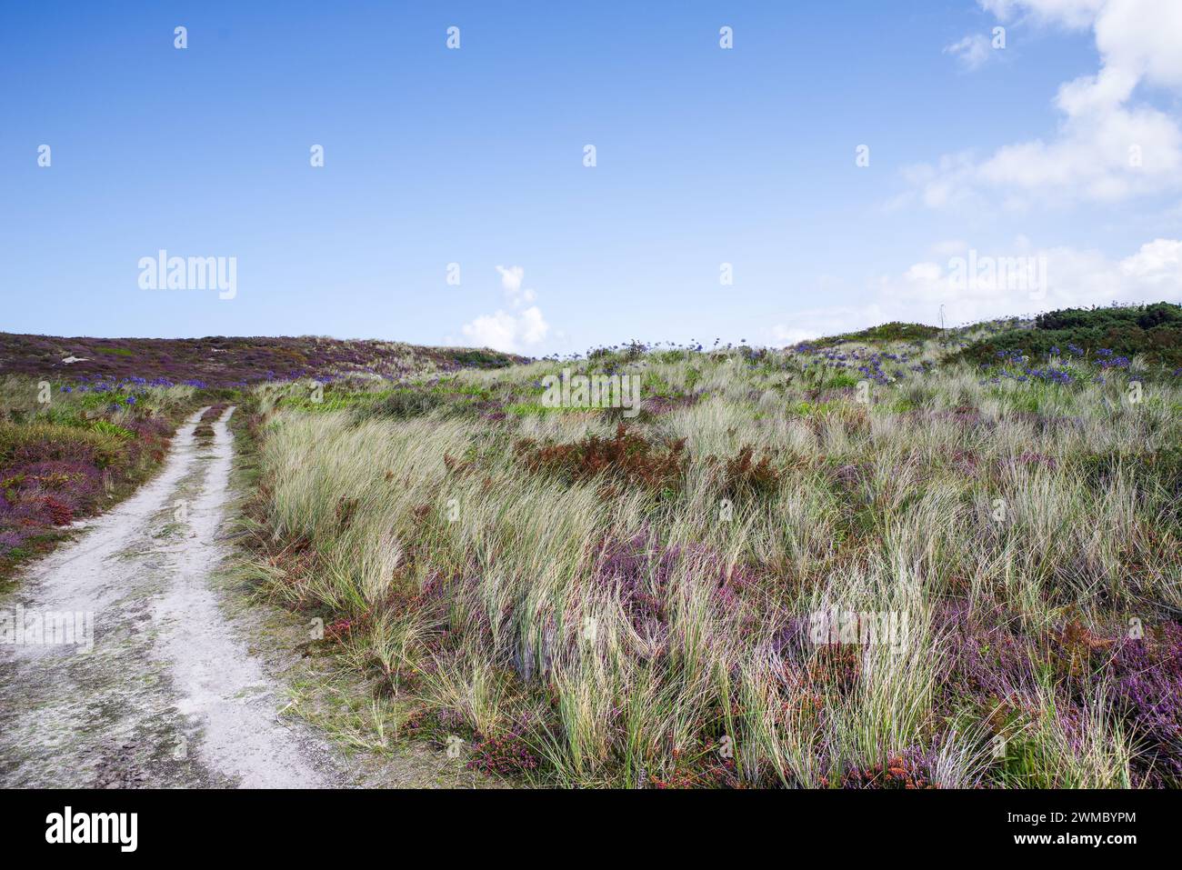 Malerischer Feldweg gesäumt von Gräsern und Wildblumen auf der Insel Tresco - Isles of Scilly, Großbritannien Stockfoto