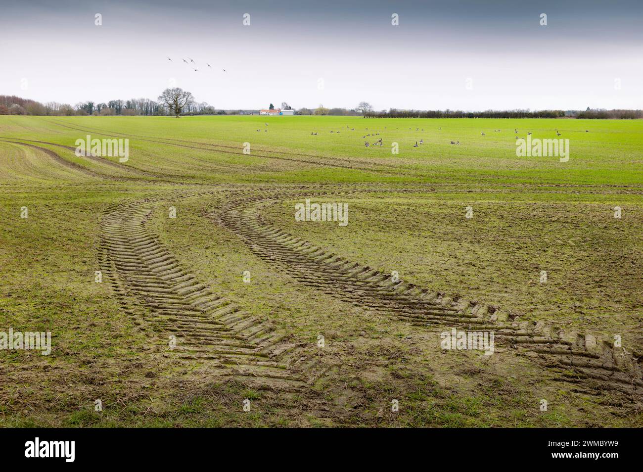 Blick auf landwirtschaftliches Ackerland mit Traktorspuren und Gänsenherden am Himmel und Fütterung am Boden an einem ruhigen Morgen im ländlichen Beverley, Großbritannien. Stockfoto