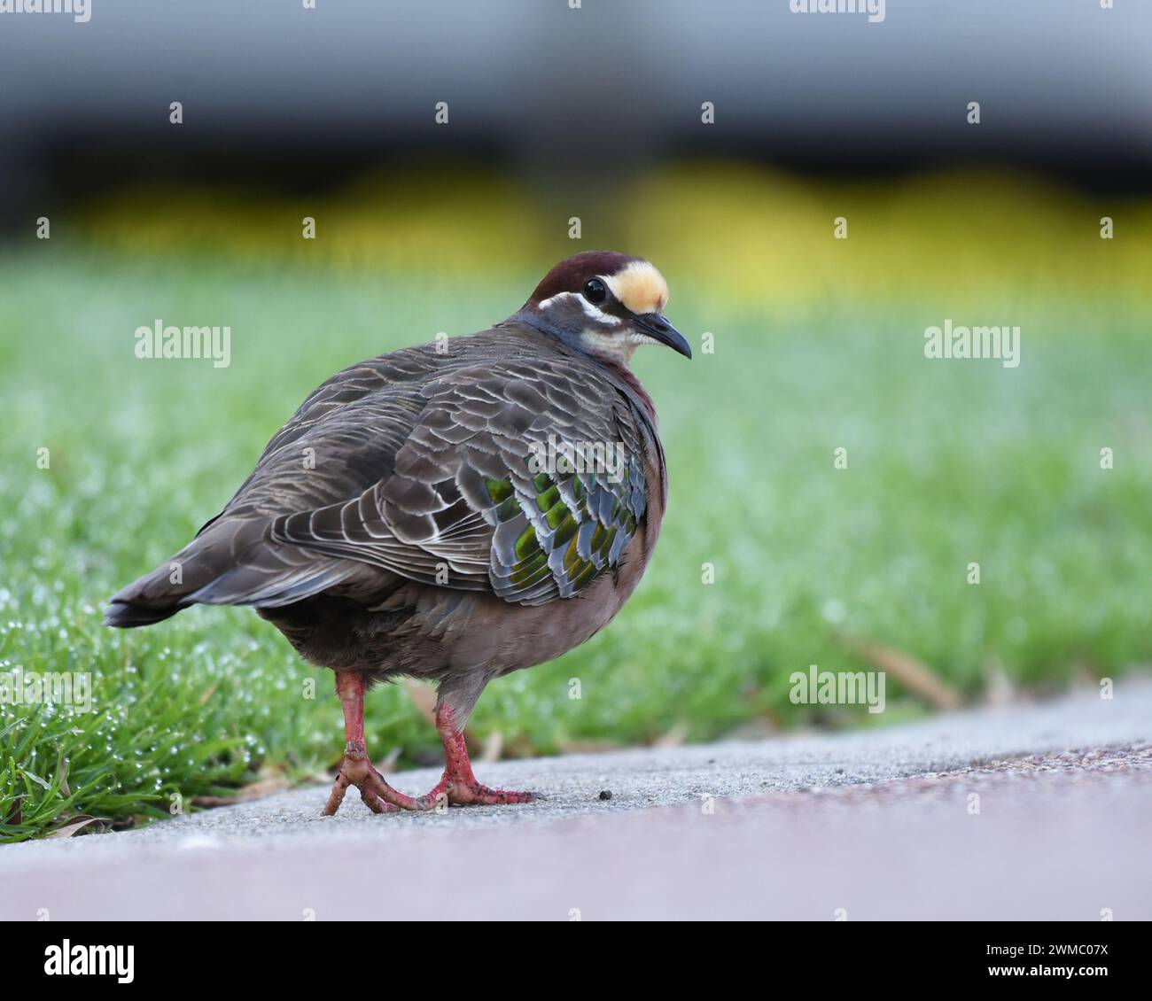 Die gewöhnliche Bronzewing (Phaps chalcoptera) ist eine Art mittelgroßer, stark gebauter Tauben Stockfoto