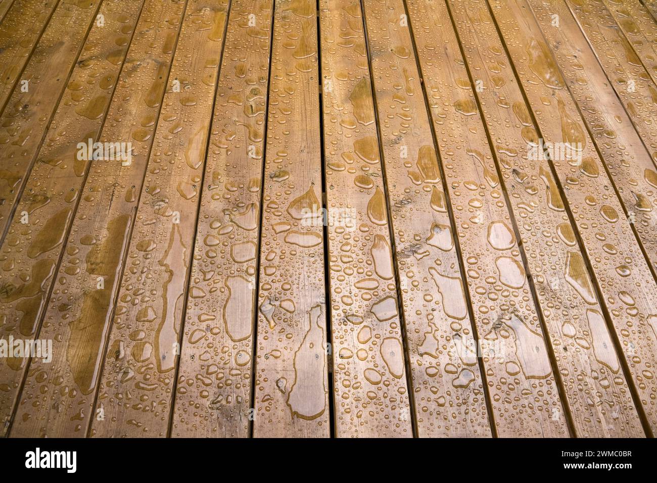 Nasse hölzerne Terrassendiele mit wasserabweisender Fleckenbeschichtung geschützt. Stockfoto