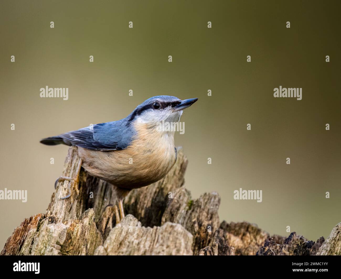 Europäische Nuthatch] im Spätwintersonne in mittleren Wales Stockfoto