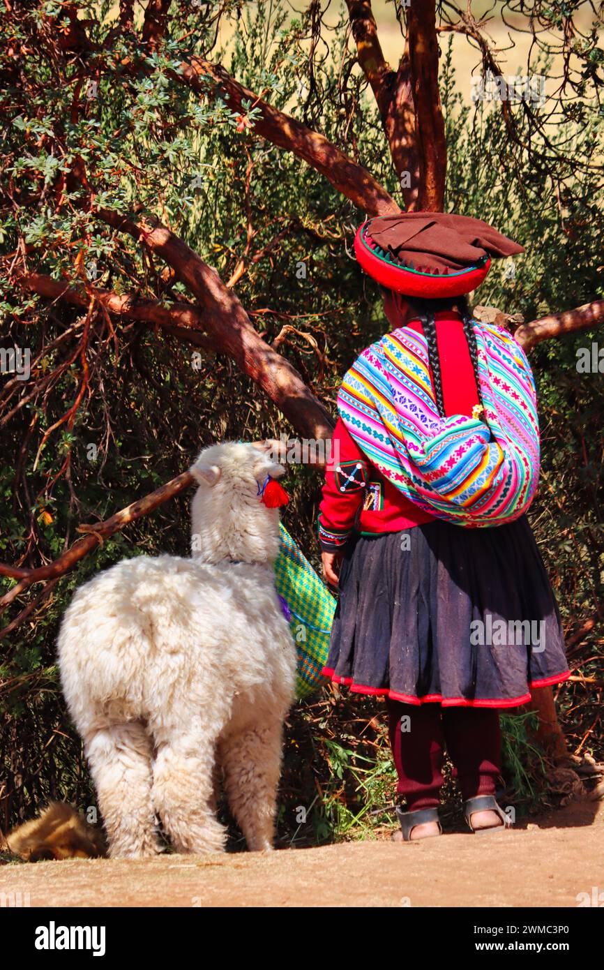 Die peruanische Frau in traditioneller Kleidung teilt einen ruhigen Moment mit ihrem Alpaka-Begleiter, während sie auf Blättern eines nahegelegenen Baumes weidet. Stockfoto