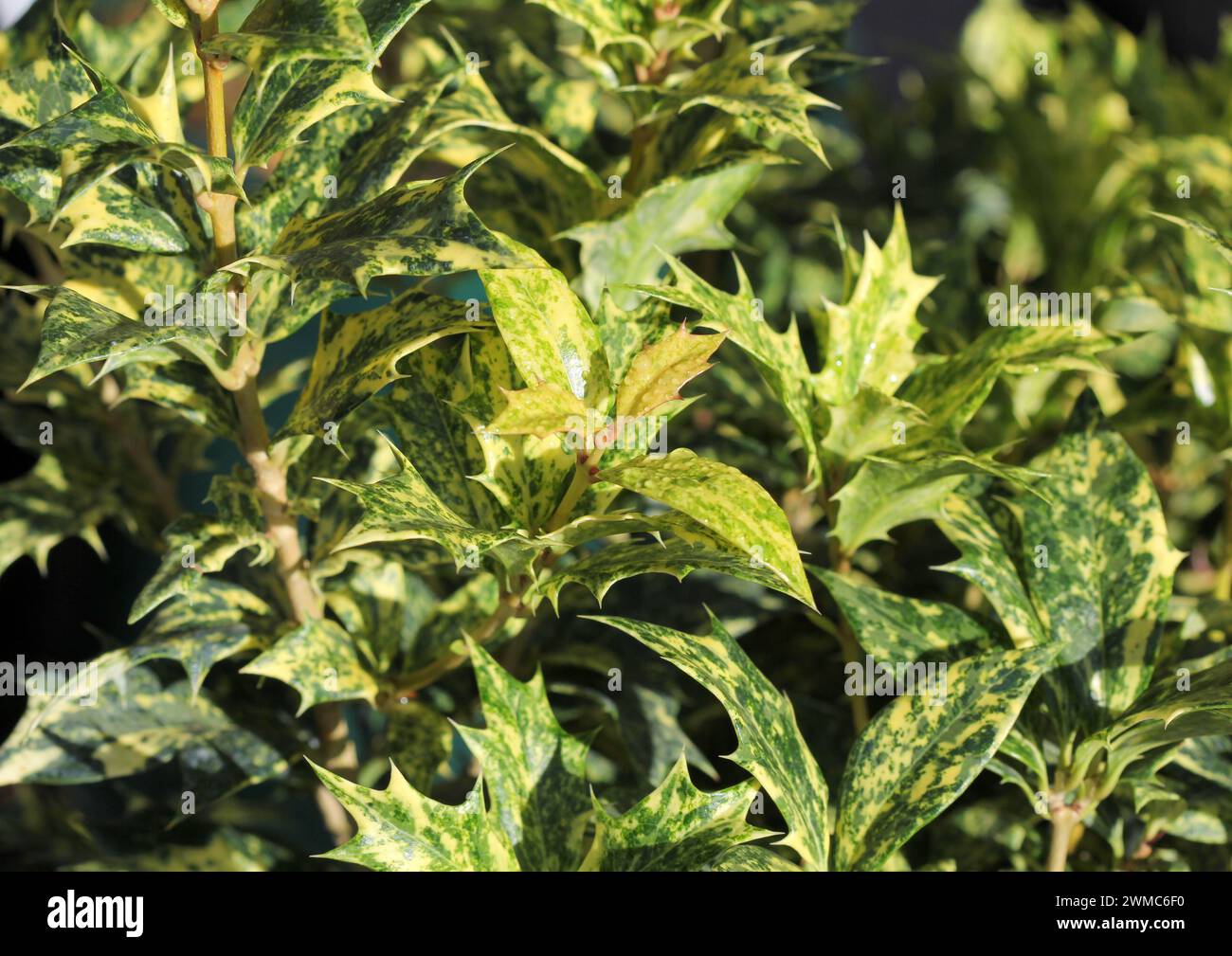 Das Laub von Osmanthus heterophyllus Tricolor (Holly Osmanthus) Stockfoto
