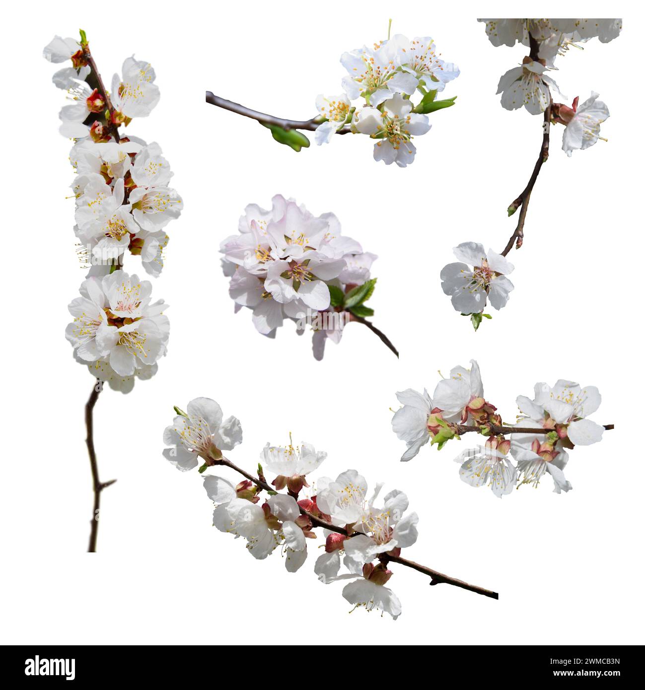 Ein Blütenzweig ist Aprikosen. Isoliert auf weißem Hintergrund ohne Schatten. Feder. Close-up. Ein Set ist eine blühende Aprikose. Stockfoto