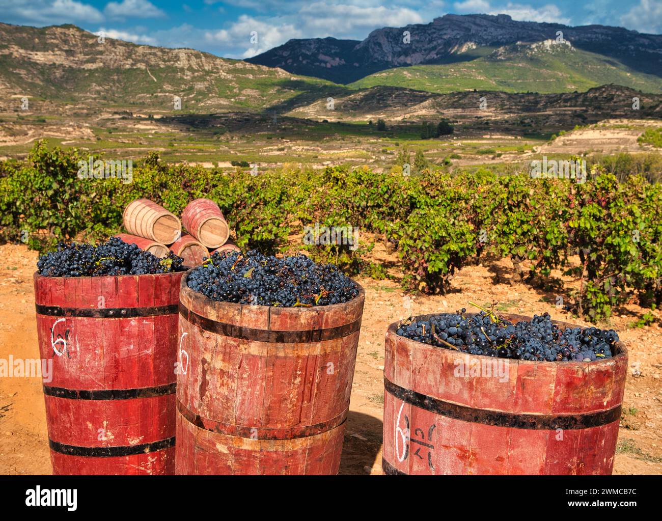 Holzkörbe, die während der Ernte "Comportas" genannt wurden, Vintage, Lopez de Heredia Viña Tondonia, Rioja Weinkeller, Haro, La Rioja, Spanien, Europa Stockfoto